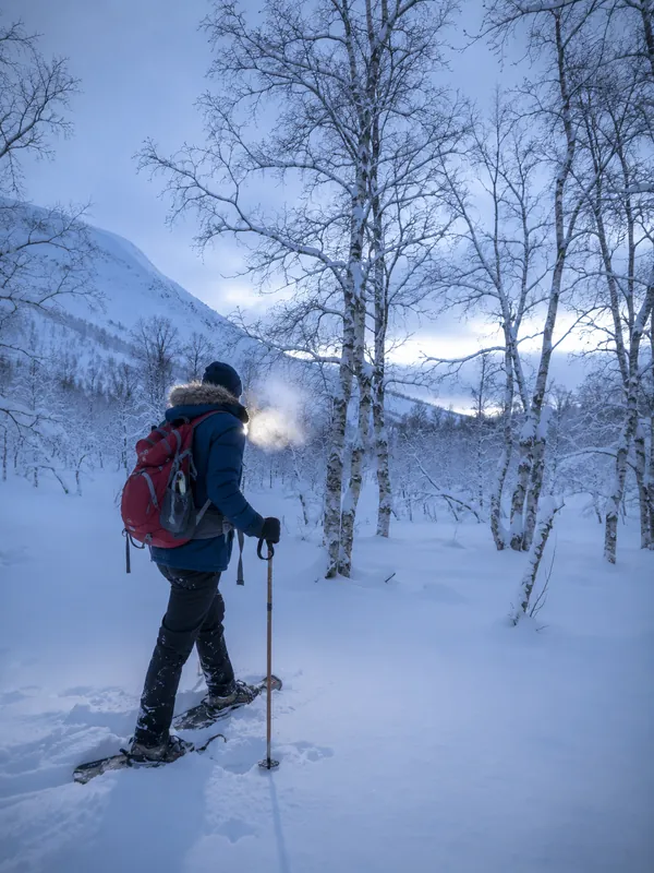 Person på truger i snødekt bjørkeskog